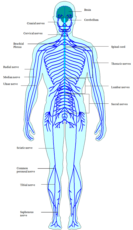 Peripheral Nervous System